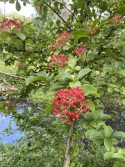 Viburnum