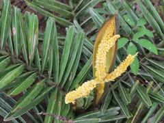 Syagrus microphylla