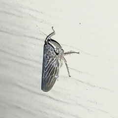 Chlorotettix necopinus