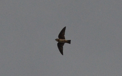 Petrochelidon fulva