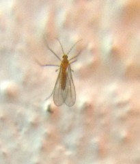 Sciaroidea