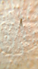 Sciaroidea