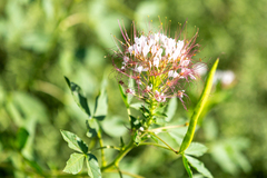 Polanisia dodecandra