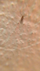 Sciaroidea