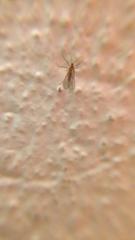 Sciaroidea