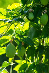Passiflora incarnata