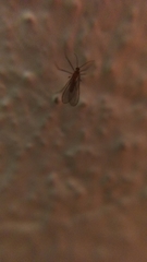 Sciaroidea