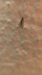 Sciaroidea