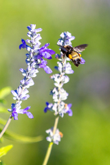 Bombus pensylvanicus