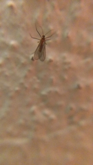 Sciaroidea