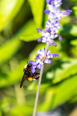 Bombus pensylvanicus