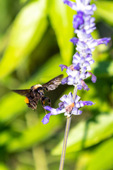 Bombus pensylvanicus