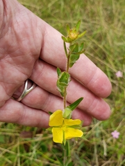 Ludwigia hirtella