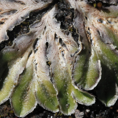 Riccia cartilaginosa