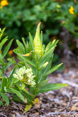 Asclepias viridis