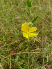 Ludwigia hirtella