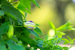 Passiflora incarnata