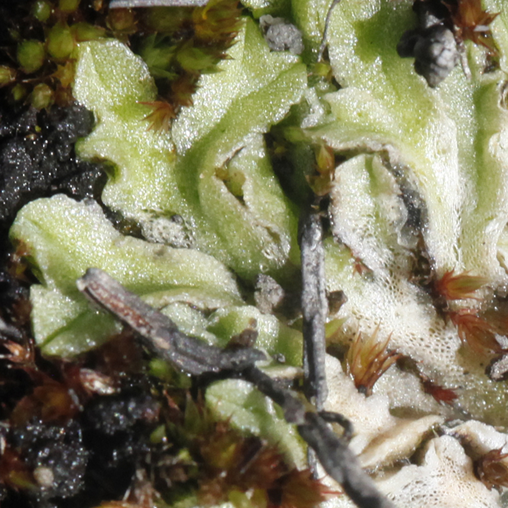 Riccia papulosa