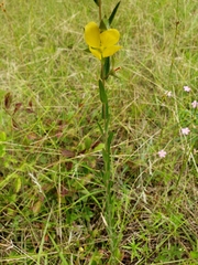 Ludwigia hirtella