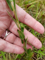 Ludwigia hirtella
