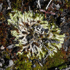Riccia papulosa