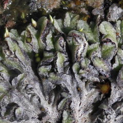 Riccia collata