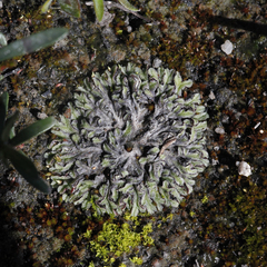 Riccia collata