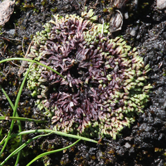 Riccia multifida