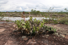 Hohenbergia