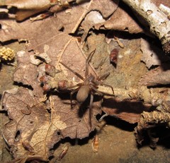 Loxosceles reclusa