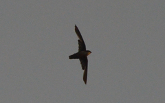 Chaetura
