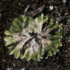 Riccia cartilaginosa