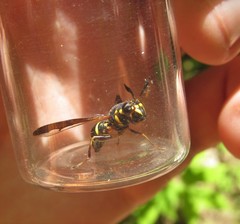 Sphiximorpha willistoni