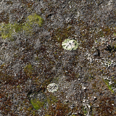 Riccia cartilaginosa