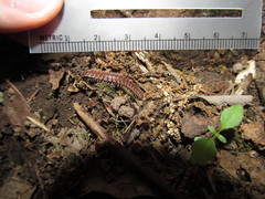 Pseudopolydesmus pinetorum