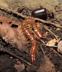 Theatops spinicaudus