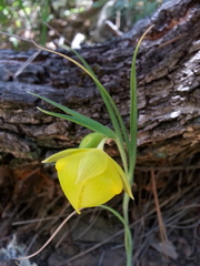 Calochortus pulchellus