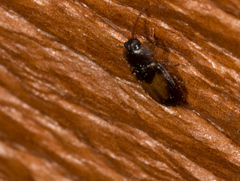 Demotispa florianoi