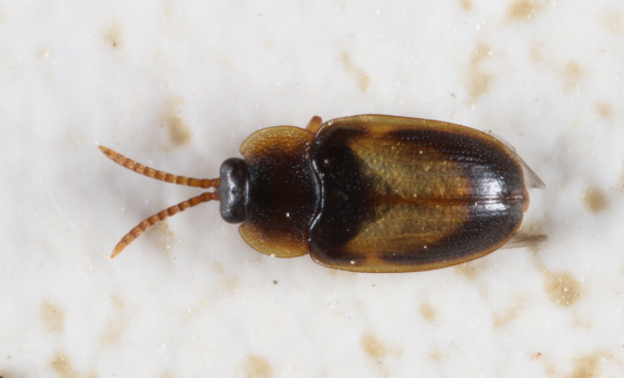 Demotispa florianoi