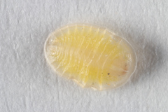 Demotispa florianoi