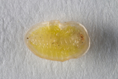 Demotispa florianoi