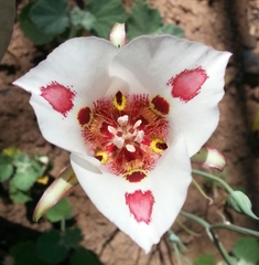 Calochortus venustus