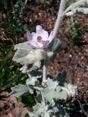 Malacothamnus fremontii