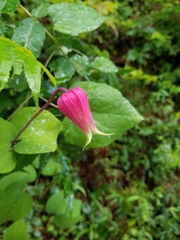 Clematis glaucophylla