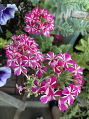 Glandularia × hybrida