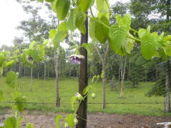 Passiflora quadrangularis