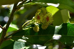 Olmediella betschleriana