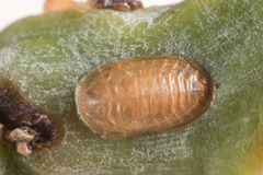Demotispa florianoi