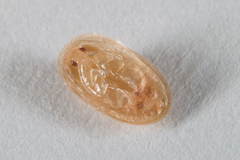 Demotispa florianoi