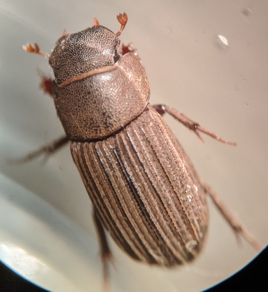 Ataenius alternatus